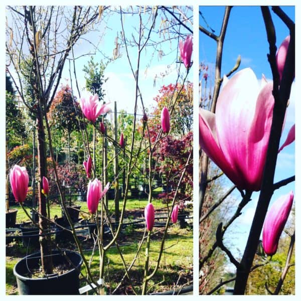 Magnolia in variety - Image 2