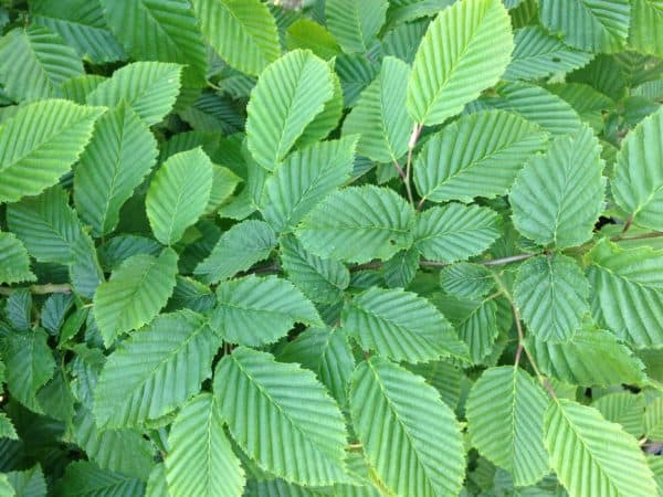 Carpinus Betulus pleached - Image 3