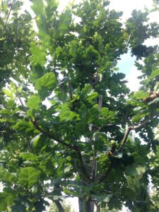 Quercus robur