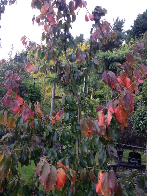 Parrotia persica