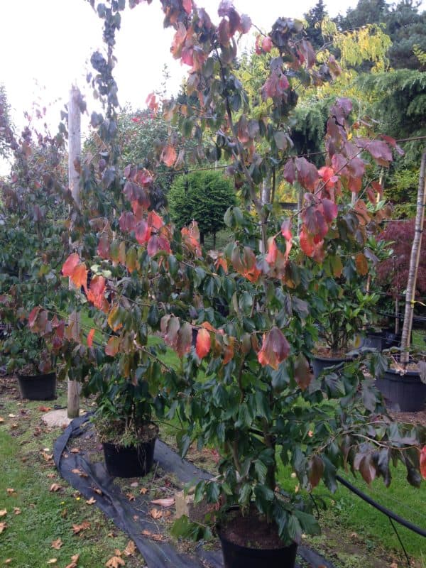 Parrotia persica - Image 2
