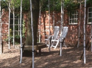 Creating a Birch Canopy