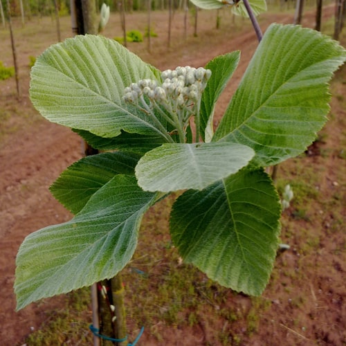 Sorbus aria Majestica