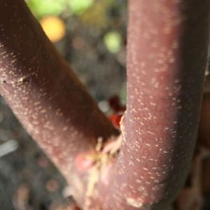 Acer griseum