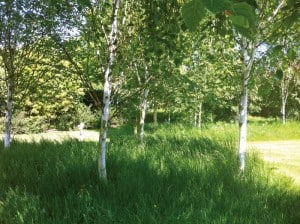 Birch Woodland