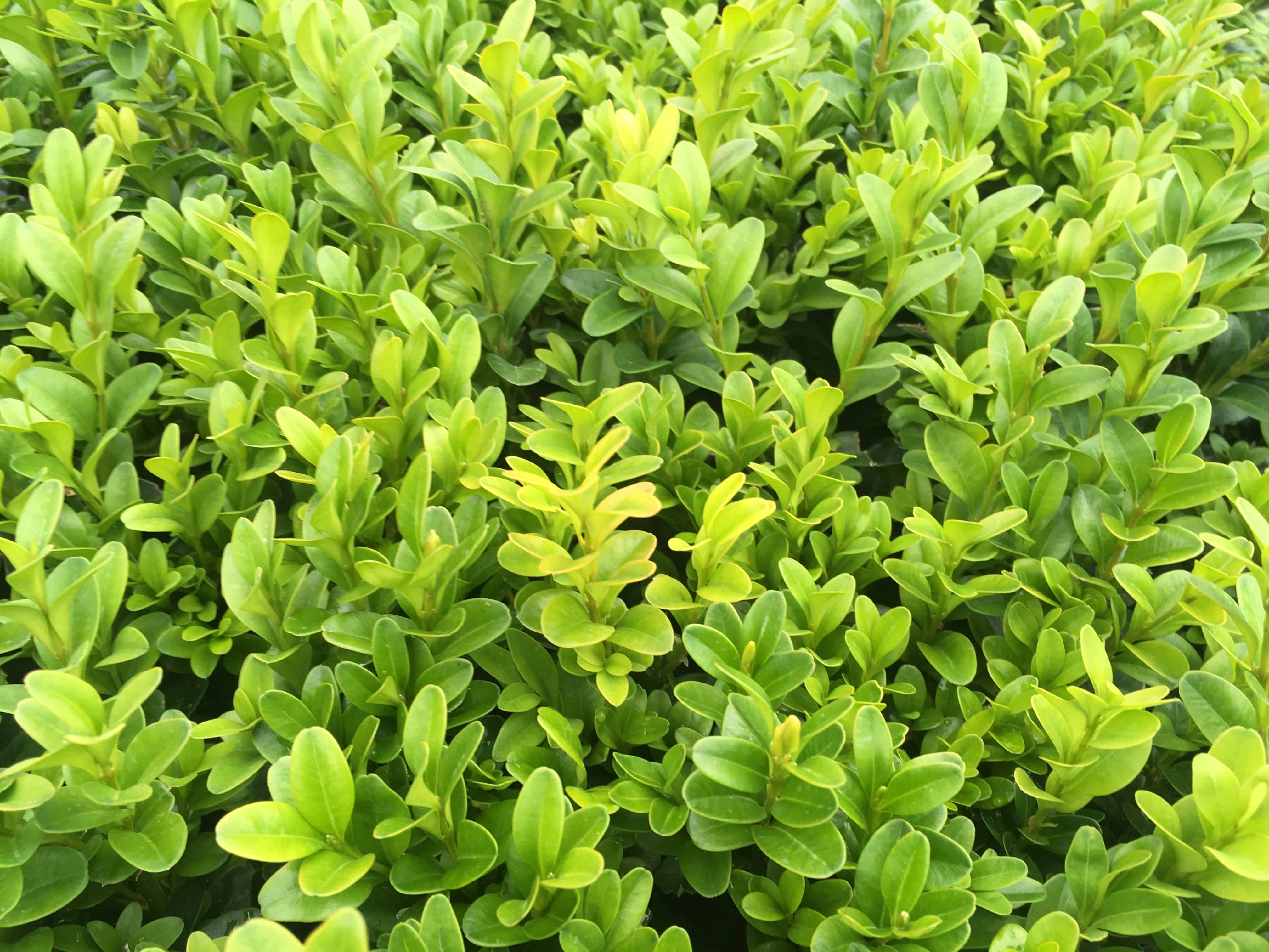 buxus