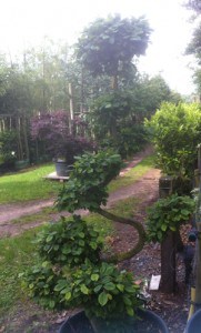 Carpinus cloud