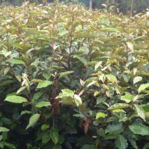 Eleagnus ebbingei