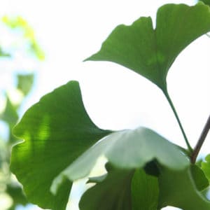 Ginkgo Biloba Maidenhair tree