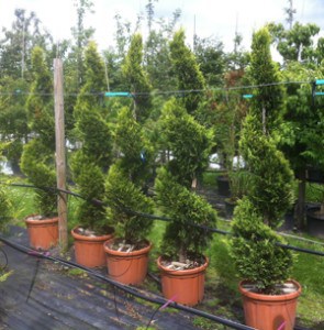 Gold Leylandii spirals