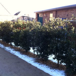 Ilex aquifolium