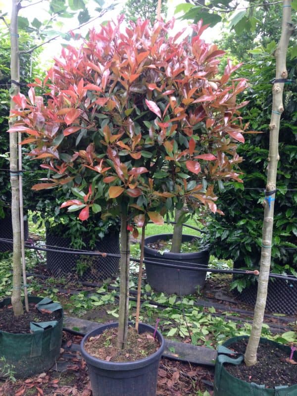 Photinia red robin Green Mile Trees Green Mile Trees