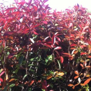 Photinia fraseri Red Robin