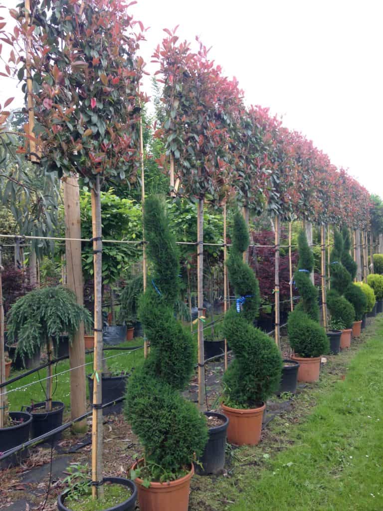 Photinia red robin pleached Green Mile Trees Green Mile Trees