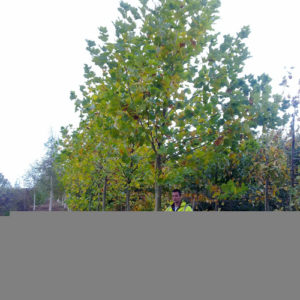 Platanus hispanica