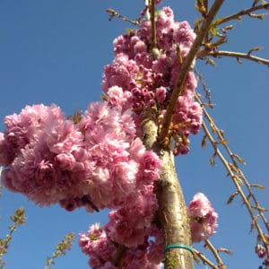 Prunus kiku shidare zakura