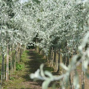 Pyrus salicifolia Pendula