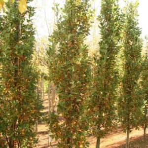 Quercus robur Fastigiata Koster