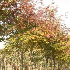 Sorbus commixta Embley