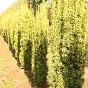 Taxus baccata Fastigiata Aurea