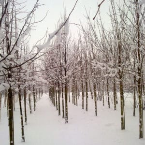 Tilia x europaea Pallida