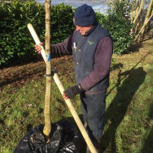 Tree Staking 2