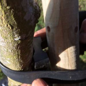 Tree Staking 3