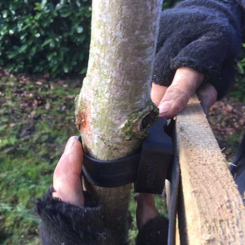 Tree Planting Green Mile Trees