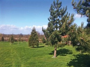 Woodland Planting