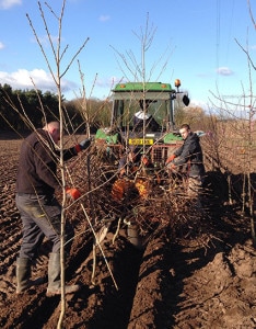 Tree Planting - Securing