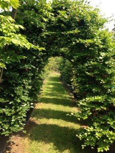 tree arches