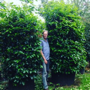 Prunus lusitanica Portuguese Laurel
