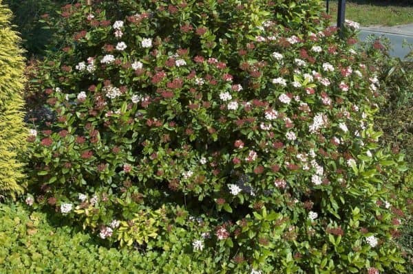 Viburnum tinus