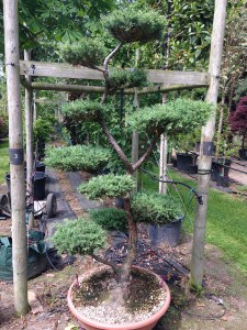 Topiary Pines