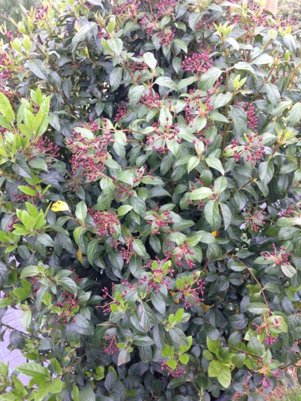 Viburnum tinus