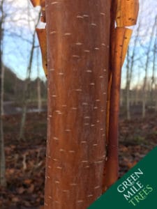 Betula albosinensis Fascination