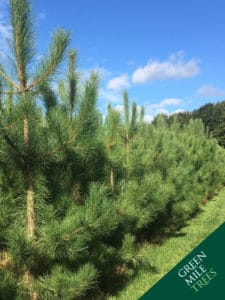 Pinus nigra austriaca or maritima