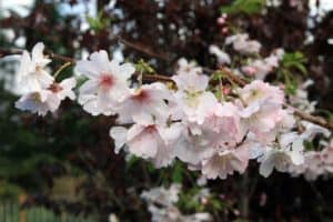 Prunus_subhirtella_Autumnalis
