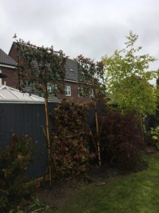 Trees and bushes for beauty & privacy