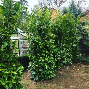 Hedging & Privacy