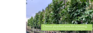 Pleached laurels from Green Mile Trees