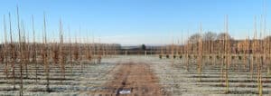 Winter on the nursery January 2021