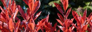 Green Mile Trees Photinia Red Robin Header
