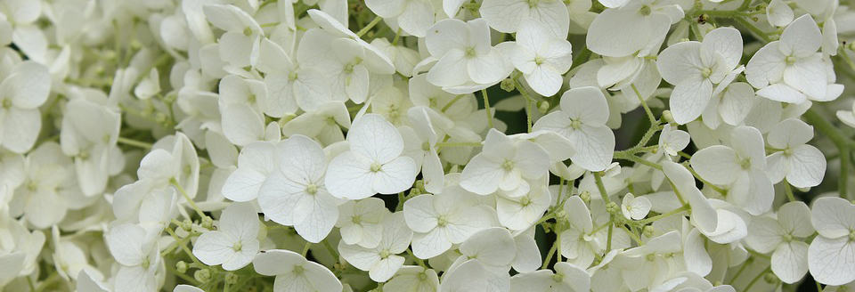 White Hydrangea Ellie Goulding Wedding