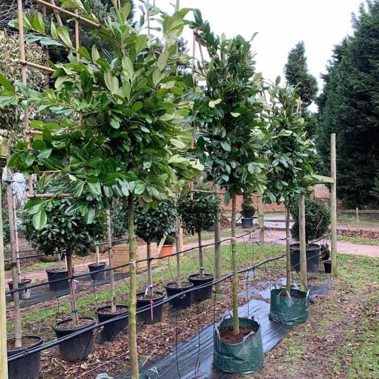 Why choose pleached trees for screening? Green Mile Trees Green Mile