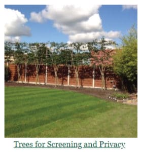 Trees for screening