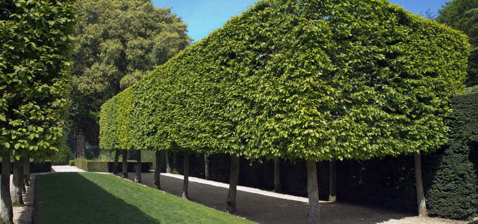 Pleached Hornbeam for screening