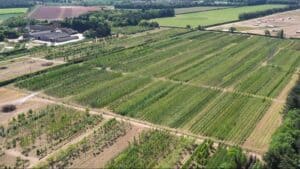 Aerial View of Green Mile Trees 2020