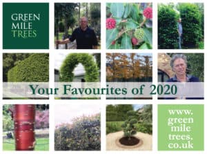 Green Mile Trees Christmas 2020