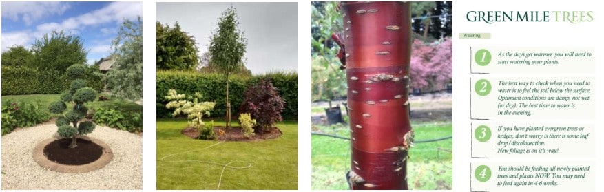 Green Mile Trees Help and Advice